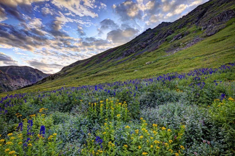 Wall Art Painting id:128047, Name: Colorado, San Juan Mts, flowers in American Basin, Artist: Flaherty, Dennis