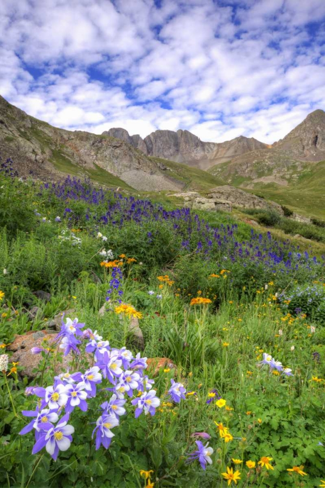 Wall Art Painting id:128048, Name: Colorado, San Juan Mts, flowers in American Basin, Artist: Flaherty, Dennis