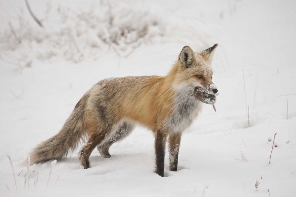 Wall Art Painting id:128317, Name: Colorado, Pike NF Red fox carrying meadow vole, Artist: Grall, Don