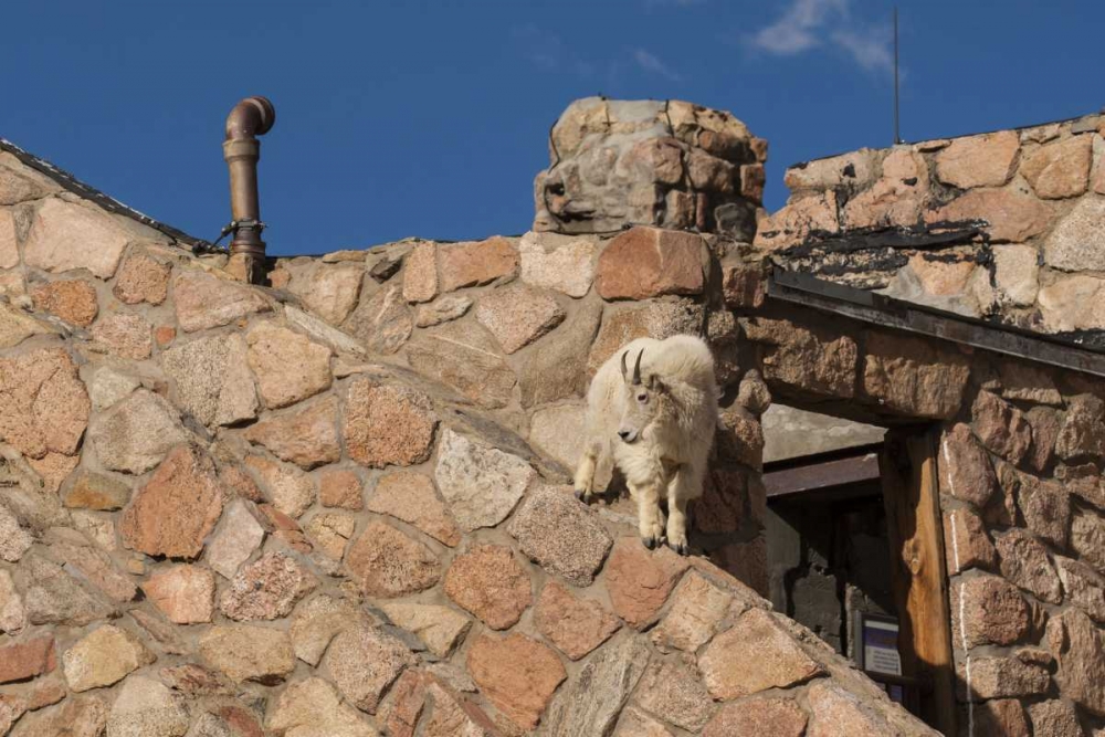 Wall Art Painting id:129325, Name: CO, Mt Evans Mountain goat climbs a building, Artist: Illg, Cathy and Gordon