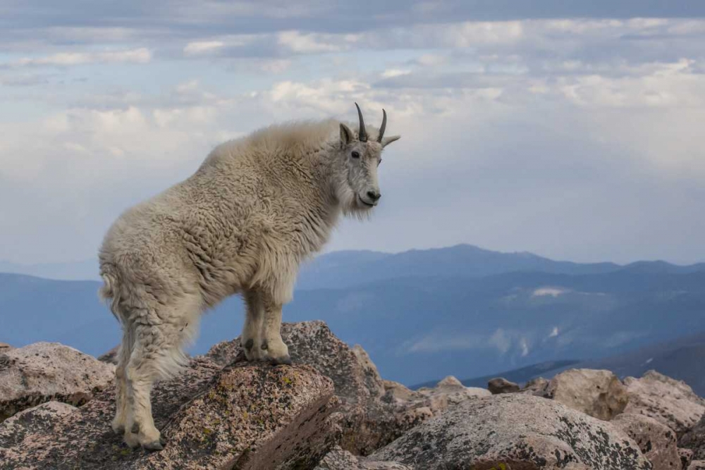 Wall Art Painting id:129563, Name: CO, Mt Evans Mountain goat stands against sky, Artist: Illg, Cathy and Gordon