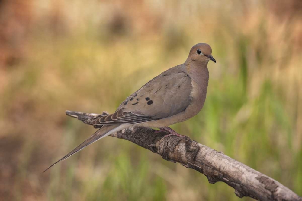 Wall Art Painting id:128353, Name: Colorado, Woodland Park Mourning dove on branch, Artist: Grall, Don