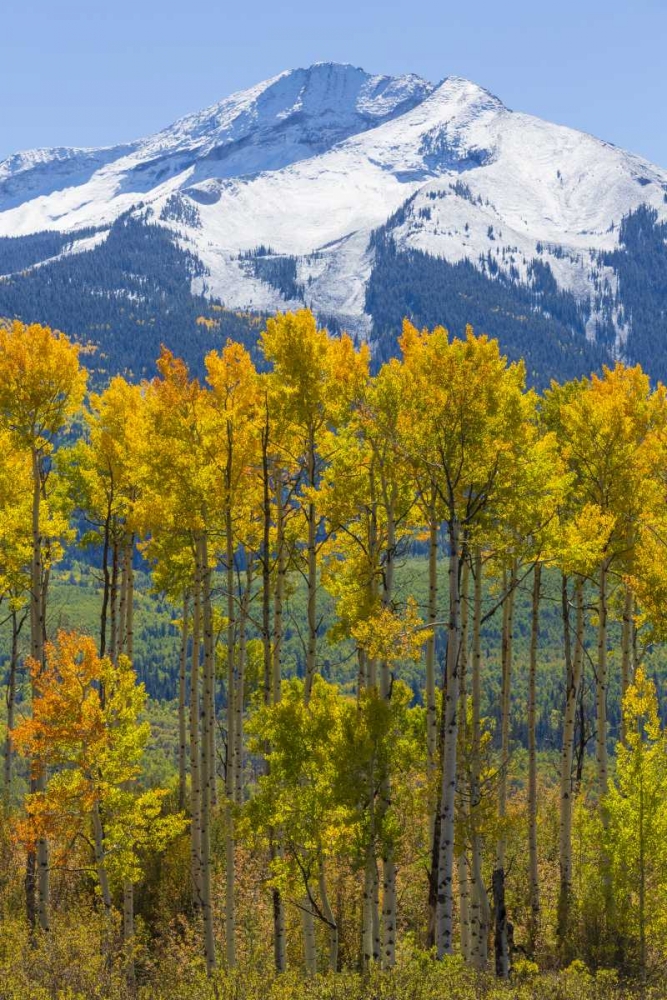 Wall Art Painting id:131852, Name: USA, Colorado Fall aspens and mountain, Artist: Paulson, Don