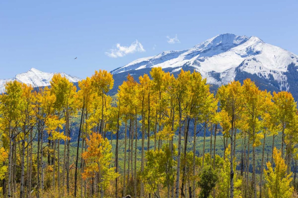 Wall Art Painting id:131853, Name: USA, Colorado Fall aspens and mountain, Artist: Paulson, Don