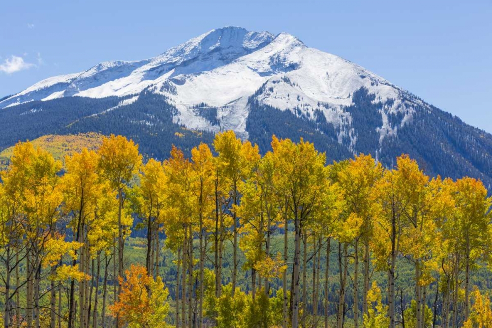 Wall Art Painting id:131733, Name: Colorado Fall aspens and mountain, Artist: Paulson, Don