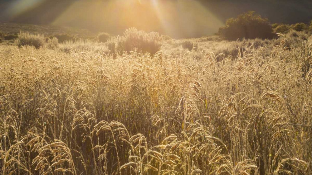 Wall Art Painting id:131734, Name: Colorado Sunlight on fall grasses, Artist: Paulson, Don