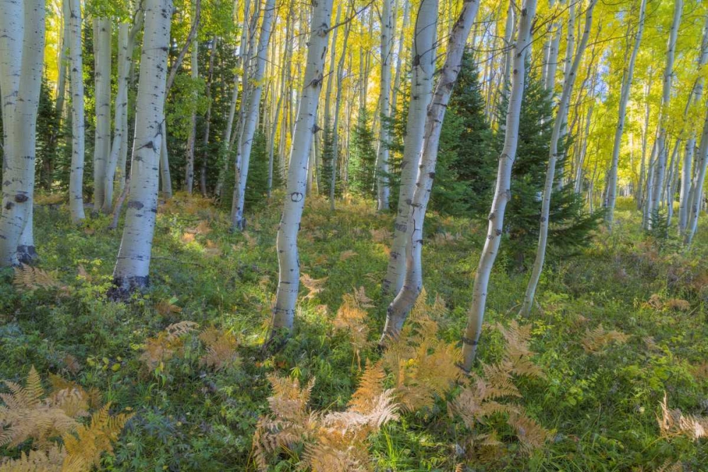 Wall Art Painting id:131707, Name: Colorado Scenic of aspen forest, Artist: Paulson, Don