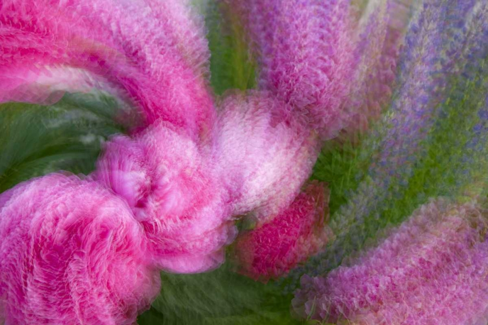 Wall Art Painting id:127022, Name: Colorado, Crested Butte Peony flower montage, Artist: Bush, Marie