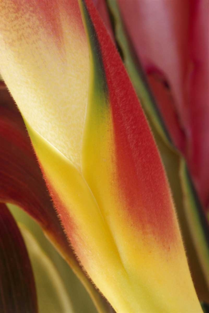 Wall Art Painting id:127004, Name: USA, Colorado, Lafayette, heliconia close-up, Artist: Bush, Marie