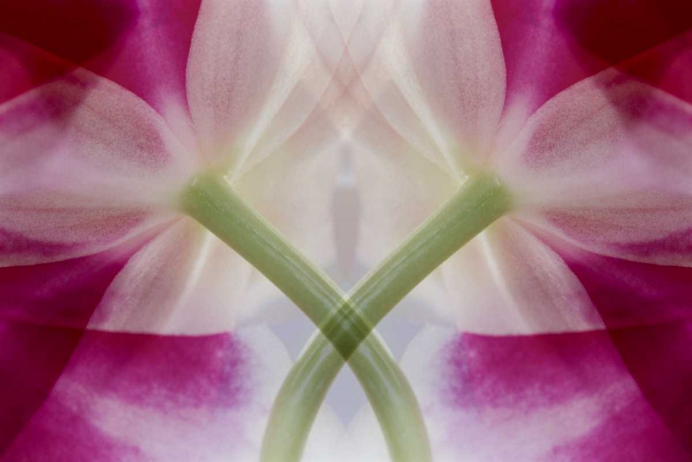 Wall Art Painting id:126989, Name: USA, Colorado, Lafayette Orchid montage, Artist: Bush, Marie