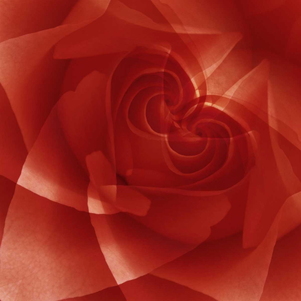 Wall Art Painting id:126998, Name: USA, Colorado, Lafayette Red rose montage, Artist: Bush, Marie
