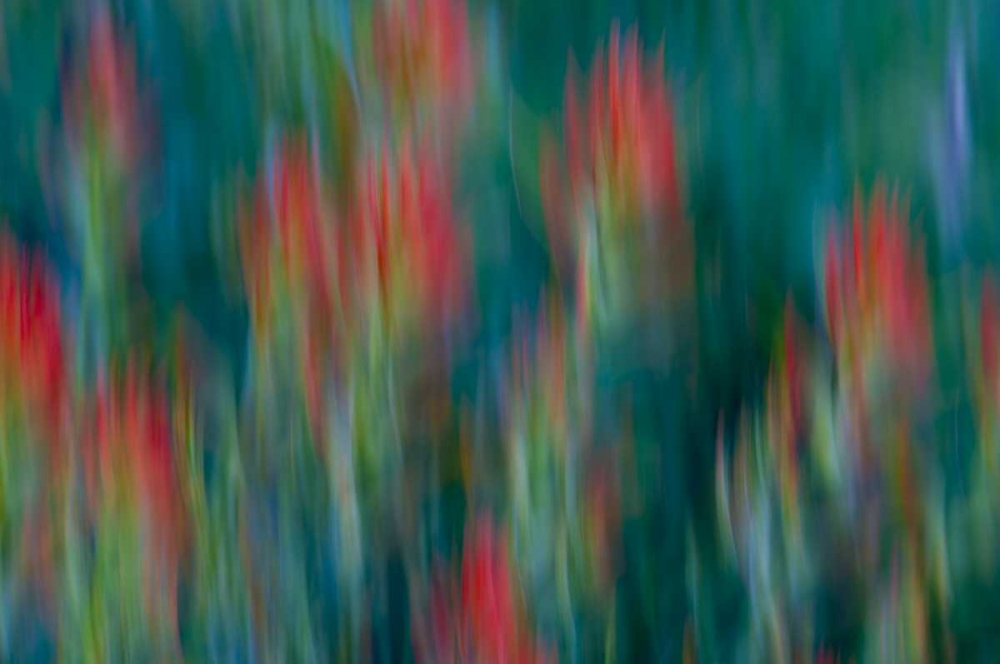 Wall Art Painting id:127020, Name: USA, Colorado, Crested Butte Flower abstract, Artist: Bush, Marie