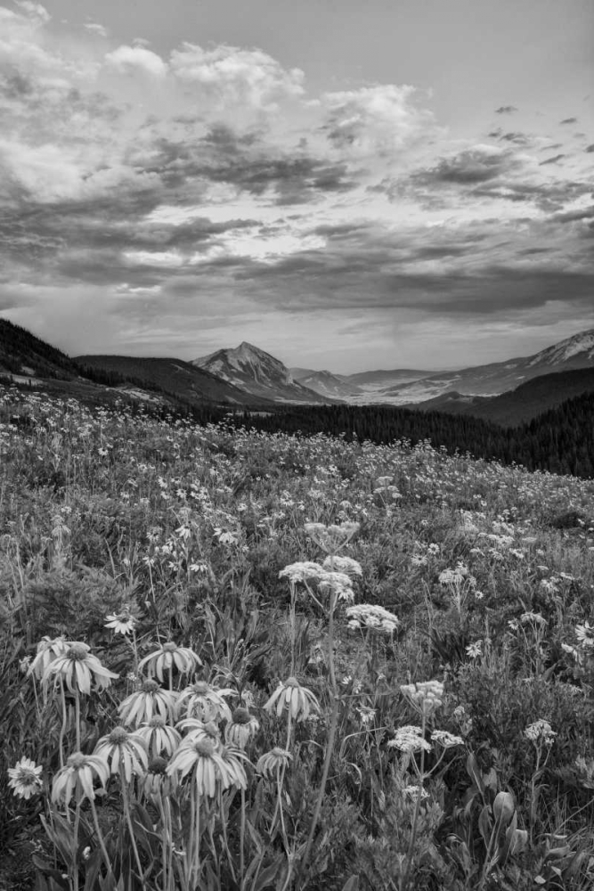 Wall Art Painting id:127846, Name: Colorado, Crested Butte flowers cover hillside, Artist: Flaherty, Dennis