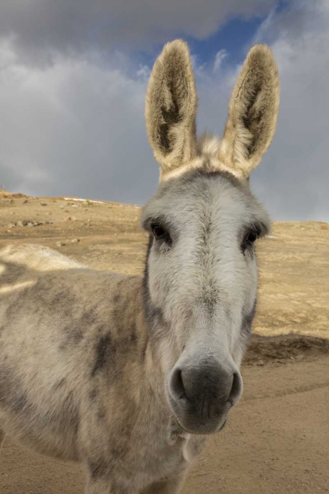 Wall Art Painting id:128392, Name: USA, Colorado, South Park Close-up of wild burro, Artist: Grall, Don