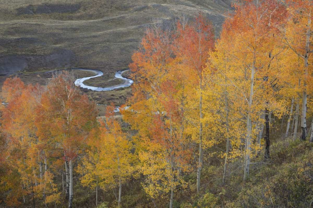 Wall Art Painting id:128404, Name: CO, Gunnison NF Aspen grove at peak autumn color, Artist: Grall, Don