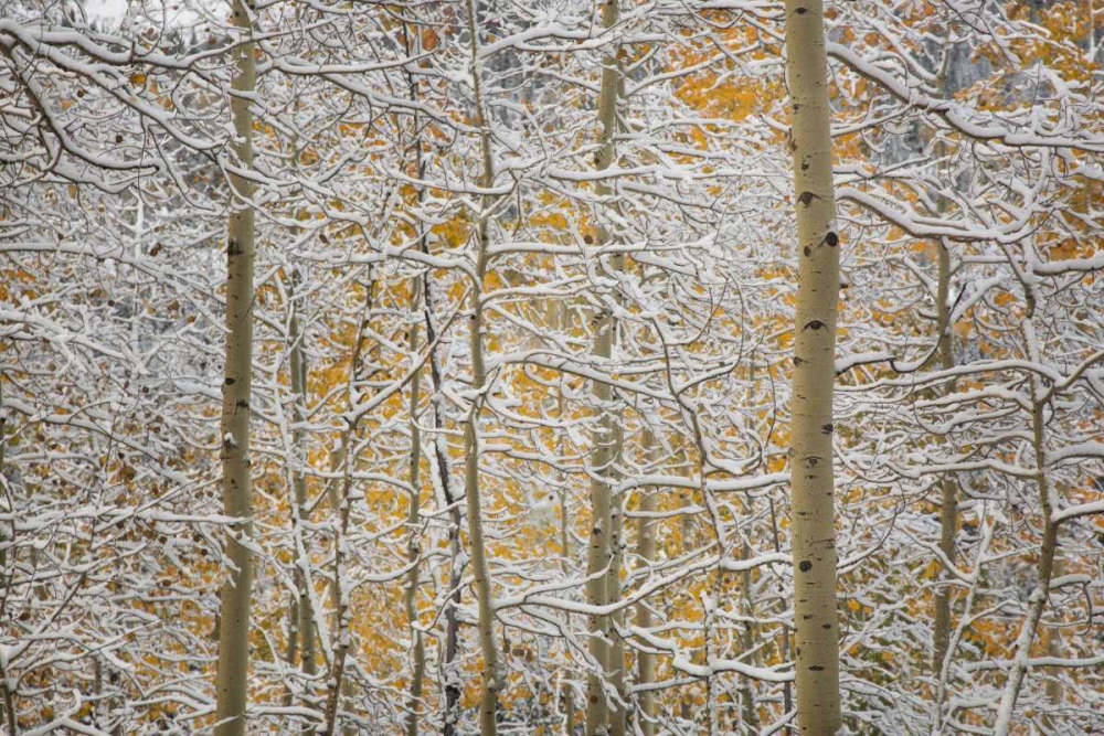 Wall Art Painting id:128397, Name: Colorado, San Juan Mountains Snow on aspen trees, Artist: Grall, Don