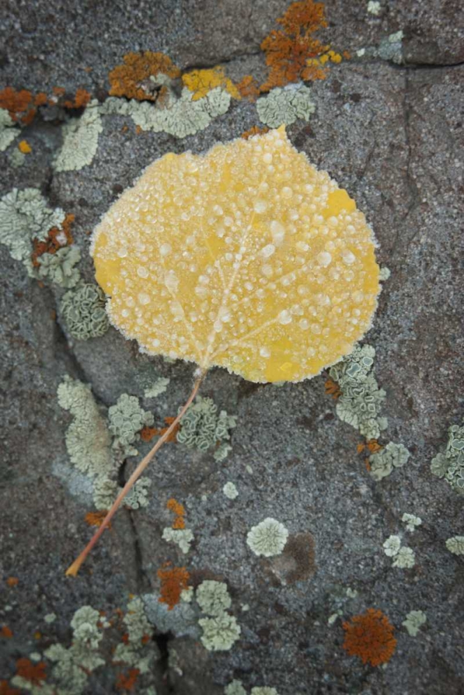 Wall Art Painting id:128360, Name: Colorado, Uncompahgre NF Rindrops on aspen leaf, Artist: Grall, Don