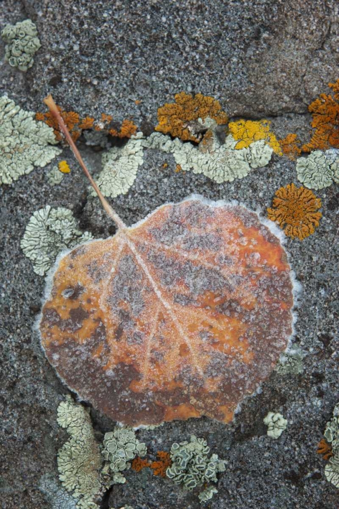 Wall Art Painting id:128361, Name: Colorado, Uncompahgre NF Rindrops on aspen leaf, Artist: Grall, Don