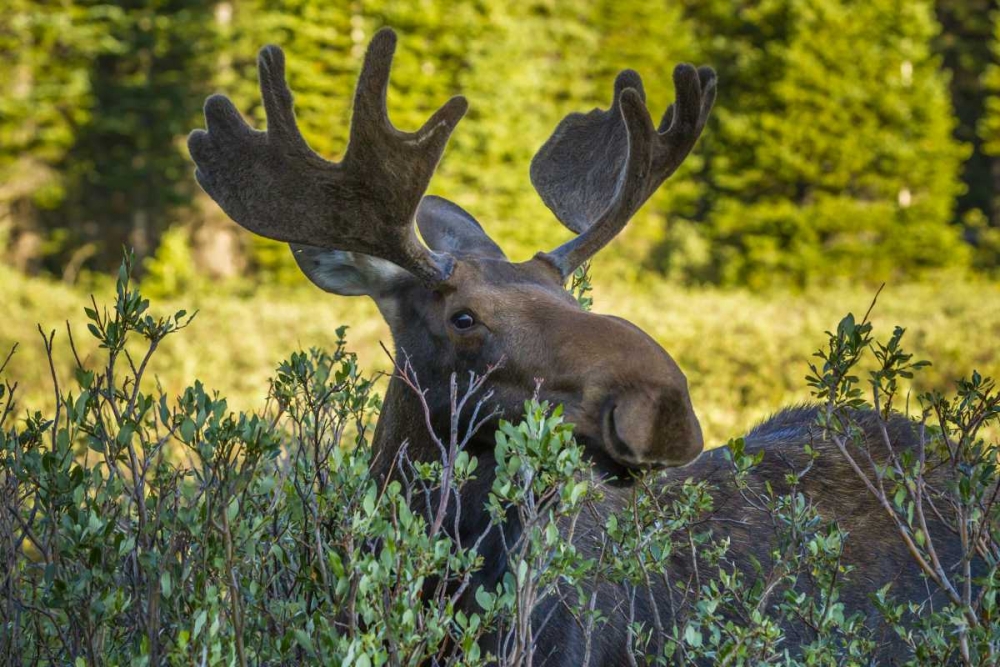 Wall Art Painting id:128811, Name: Colorado, Arapaho NF Wary male moose, Artist: Illg, Cathy and Gordon