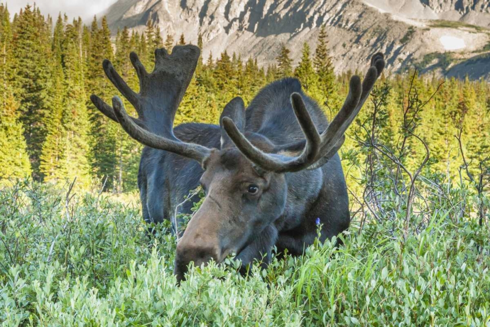 Wall Art Painting id:129653, Name: Colorado, Arapaho NF Male moose grazing on bush, Artist: Illg, Cathy and Gordon