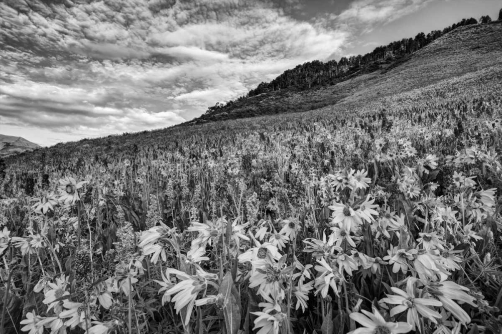 Wall Art Painting id:127387, Name: Colorado Wildflowers cover hillside, Artist: Flaherty, Dennis