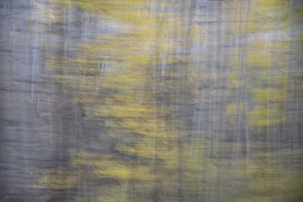 Wall Art Painting id:128116, Name: CO, Gunnison NF Abstract of aspens, Artist: Grall, Don
