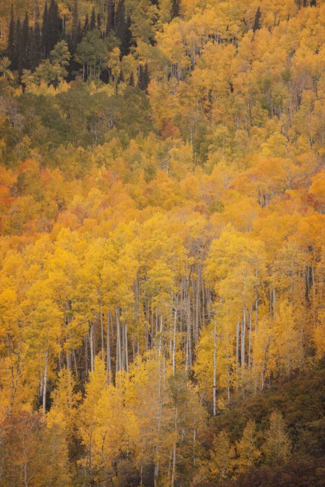 Wall Art Painting id:128202, Name: CO, Gunnison NF Aspen forest at peak autumn, Artist: Grall, Don