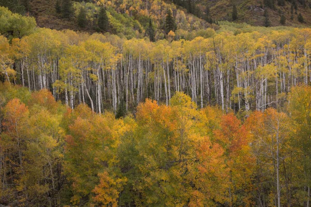 Wall Art Painting id:128283, Name: CO, White River NF Aspen grove at peak autumn, Artist: Grall, Don