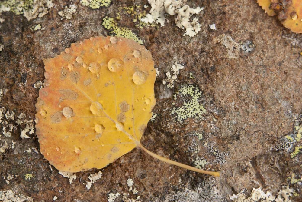 Wall Art Painting id:128279, Name: CO, Gunnison NF Aspen leaf and lichen on rock, Artist: Grall, Don