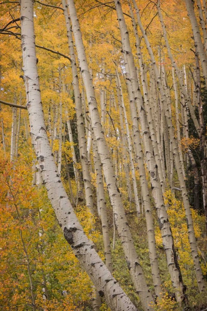 Wall Art Painting id:128402, Name: Colorado, San Juan NF Autumn-colored aspen trees, Artist: Grall, Don