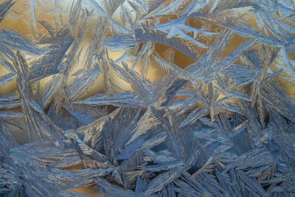 Wall Art Painting id:128866, Name: USA, Colorado, Denver Frost on a window, Artist: Illg, Cathy and Gordon