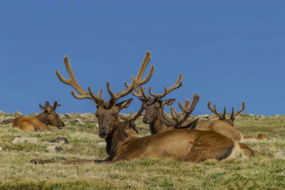 Wall Art Painting id:129231, Name: Colorado, Rocky Mountain NP Bull elks resting, Artist: Illg, Cathy and Gordon