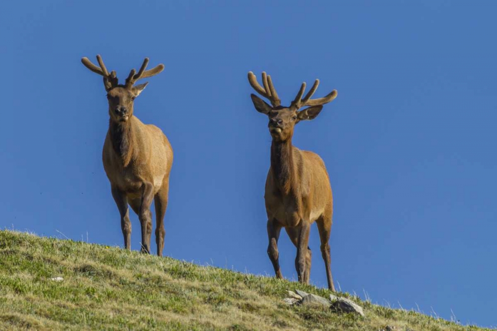 Wall Art Painting id:129374, Name: Colorado, Rocky Mountain NP Bull elks on ridge, Artist: Illg, Cathy and Gordon