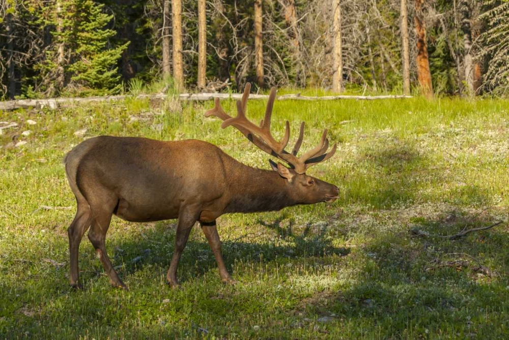 Wall Art Painting id:129232, Name: Colorado, Rocky Mountain NP Bull elk in field, Artist: Illg, Cathy and Gordon