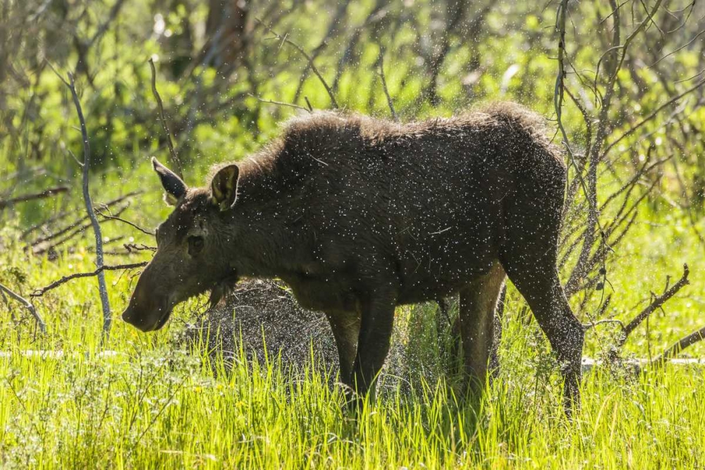 Wall Art Painting id:129061, Name: Colorado, Rocky Mts Moose shaking off water, Artist: Illg, Cathy and Gordon