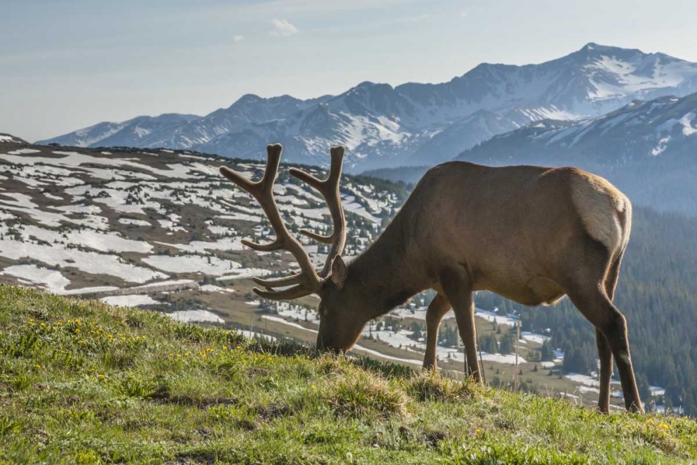 Wall Art Painting id:129137, Name: Colorado, Rocky Mountain NP Bull elk grazing, Artist: Illg, Cathy and Gordon