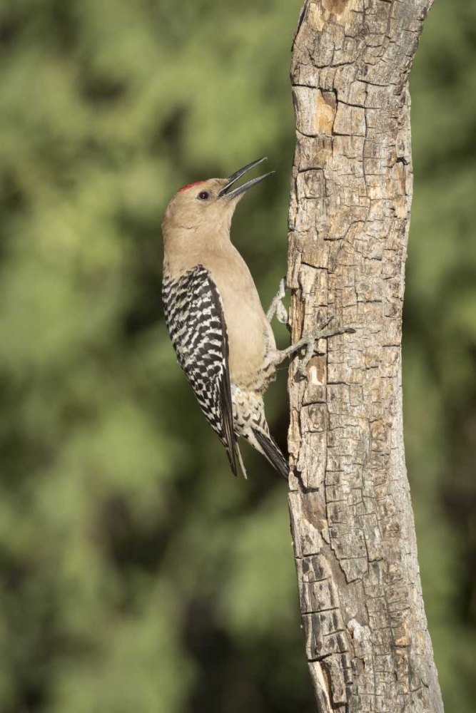 Wall Art Painting id:130201, Name: AZ, Amado Gila woodpecker on dead tree trunk, Artist: Kaveney, Wendy