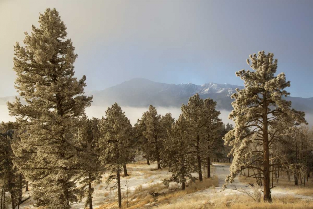 Wall Art Painting id:128357, Name: Colorado, Pike NF Frost on Ponderosa Pine trees, Artist: Grall, Don