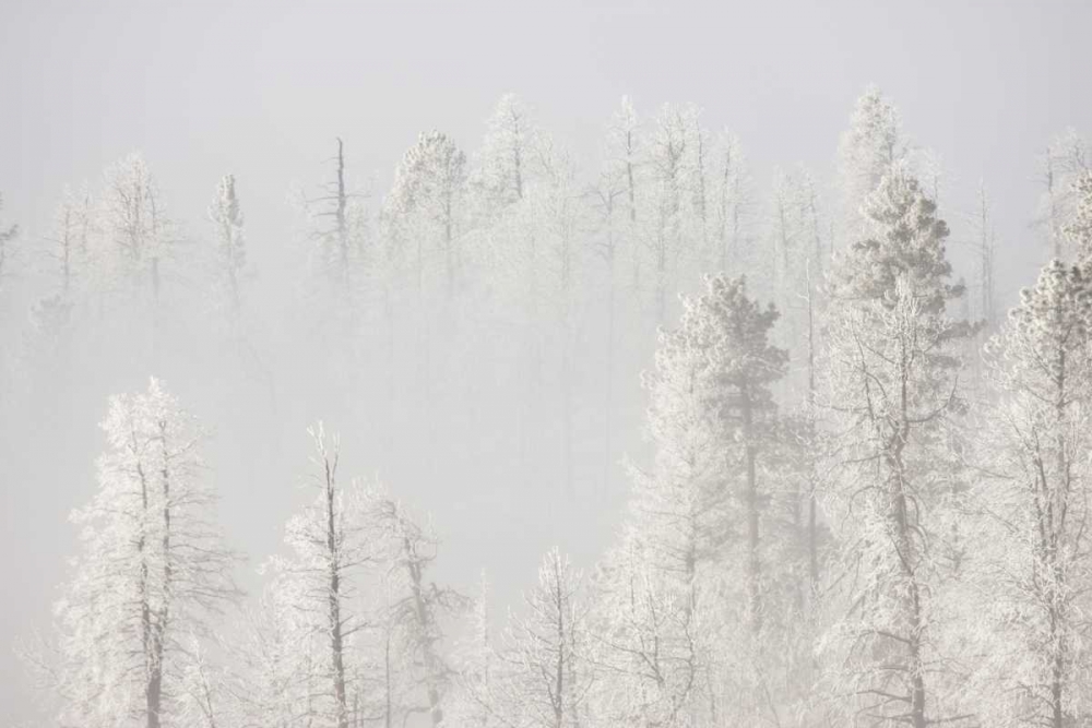Wall Art Painting id:128263, Name: Colorado, Pike NF Trees with hoarfrost in fog, Artist: Grall, Don