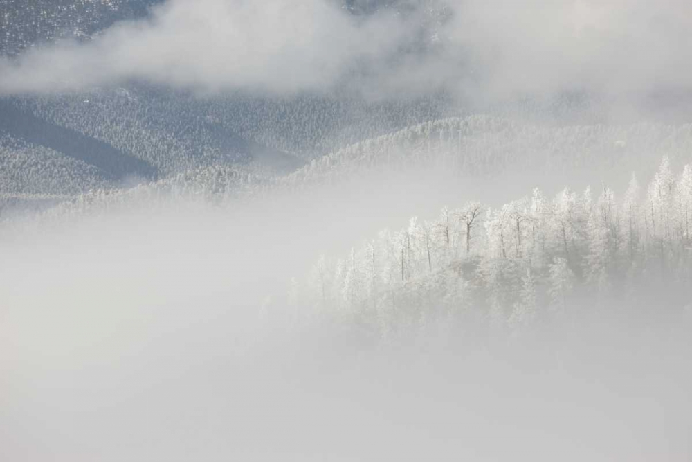 Wall Art Painting id:128264, Name: Colorado, Pike NF Trees with hoarfrost in fog, Artist: Grall, Don