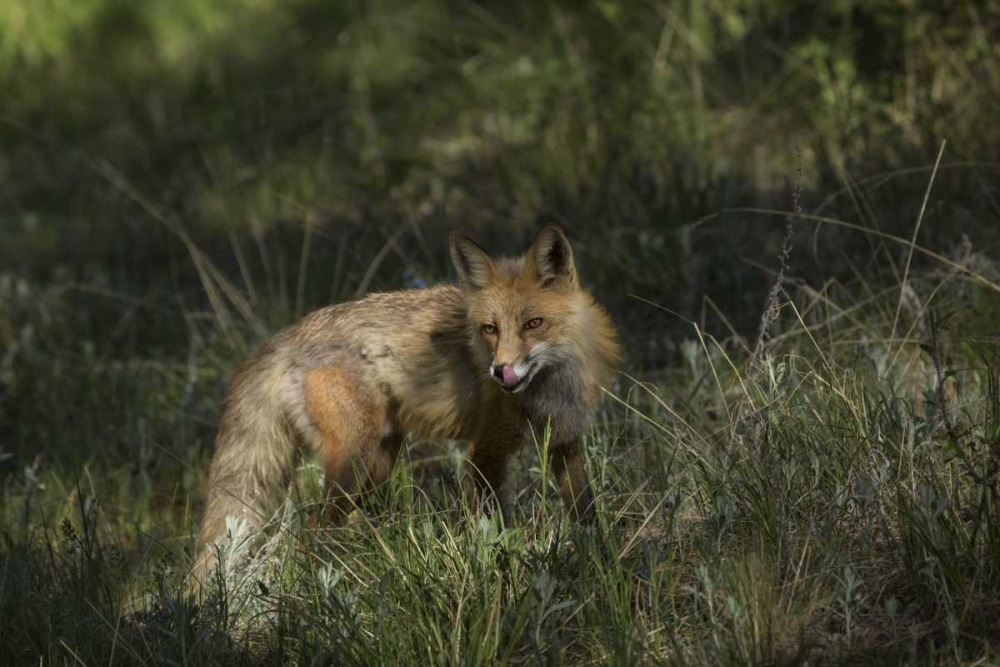 Wall Art Painting id:128400, Name: Colorado, Pike National Forest Red fox in meadow, Artist: Grall, Don