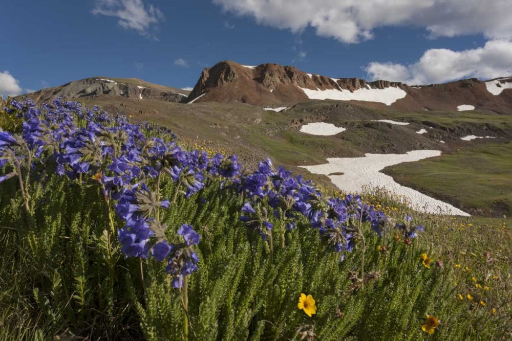 Wall Art Painting id:128358, Name: Colorado, San Juan Mts Flowers on Cinnamon Pass, Artist: Grall, Don