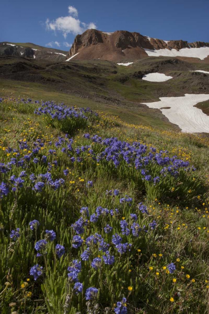 Wall Art Painting id:128359, Name: Colorado, San Juan Mts Flowers on Cinnamon Pass, Artist: Grall, Don