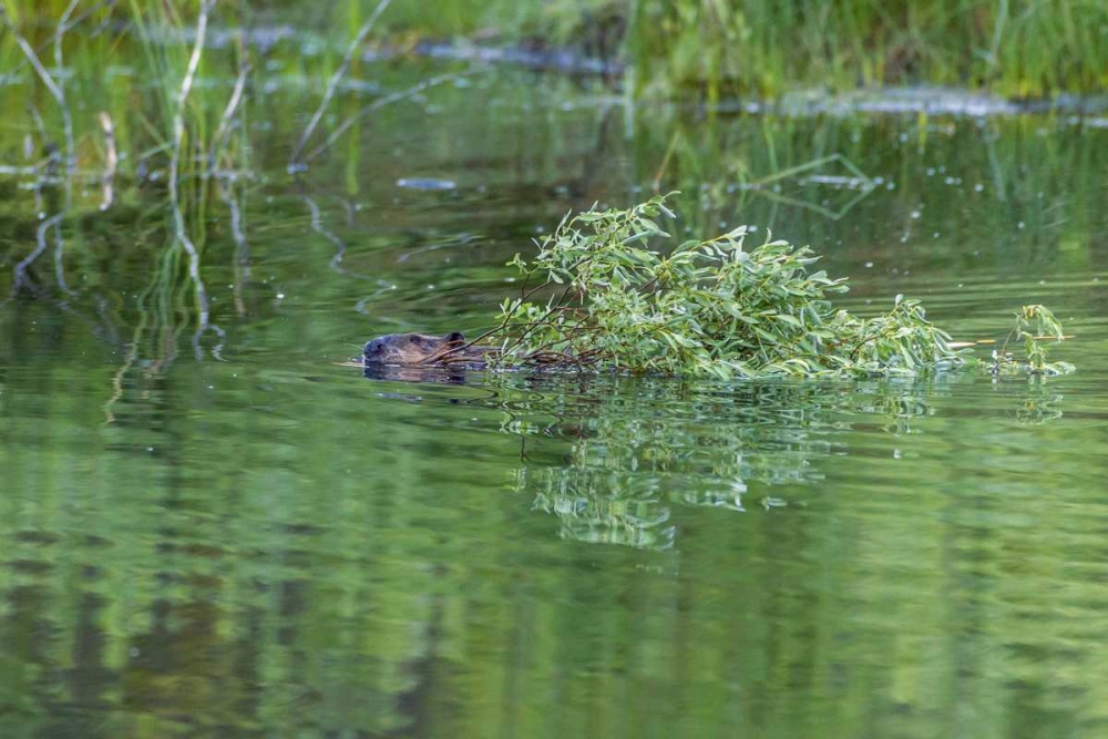 Wall Art Painting id:129326, Name: CO, Gunnison NF Wild beaver with willow limbs, Artist: Illg, Cathy and Gordon