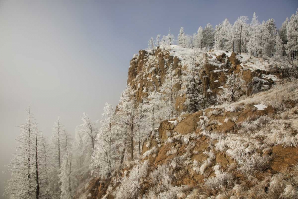 Wall Art Painting id:128321, Name: Colorado, Pike NF Hoarfrost on trees and grass, Artist: Grall, Don