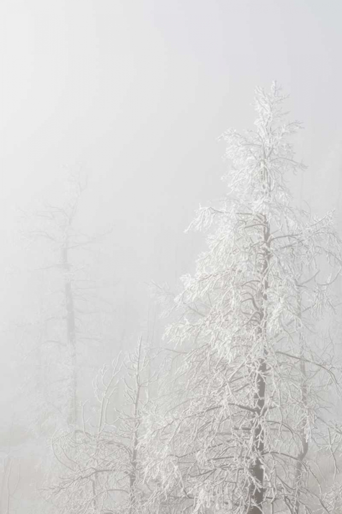 Wall Art Painting id:128265, Name: Colorado, Pike NF Trees with hoarfrost in fog, Artist: Grall, Don