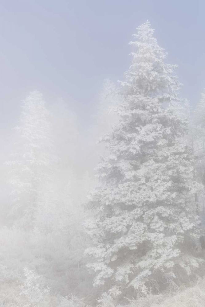 Wall Art Painting id:128266, Name: Colorado, Pike NF Trees with hoarfrost in fog, Artist: Grall, Don