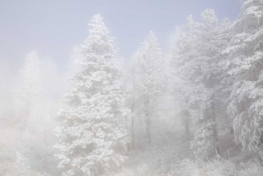 Wall Art Painting id:128267, Name: Colorado, Pike NF Trees with hoarfrost in fog, Artist: Grall, Don
