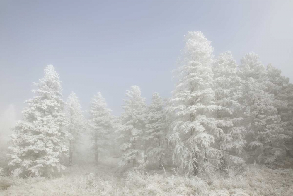 Wall Art Painting id:128268, Name: Colorado, Pike NF Trees with hoarfrost in fog, Artist: Grall, Don