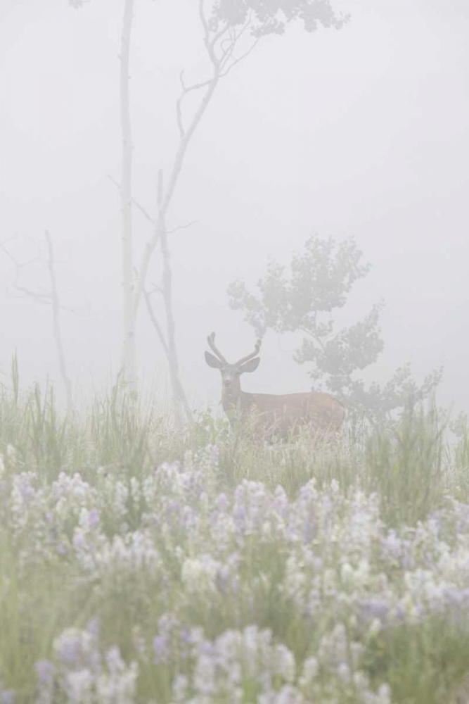Wall Art Painting id:128271, Name: Colorado, Pike NF A mule deer in foggy meadow, Artist: Grall, Don